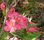 Aromi's Country Cousin Deciduous Azalea, Rhododendron x 'Country Cousin'
